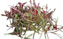 Load image into Gallery viewer, WAFFLE-NARROW LEAF