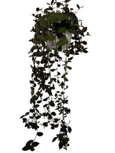 Load image into Gallery viewer, TRADESCANTIA-FUZZY
