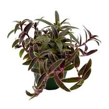Load image into Gallery viewer, TRADESCANTIA-FUZZY