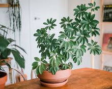 Load image into Gallery viewer, SCHEFFLERA-AMANTE