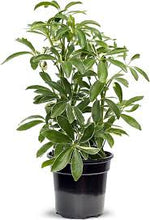 Load image into Gallery viewer, SCHEFFLERA-AMANTE