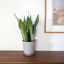 Load image into Gallery viewer, SANSEVERIA -MOONSHINE -SNAKE PLANT