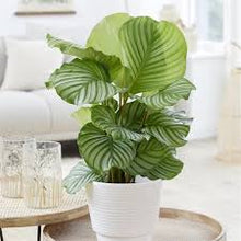 Load image into Gallery viewer, CALATHEA-ORBIFOLIA