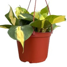 Load image into Gallery viewer, CORDATUM-LEMON STRIPE