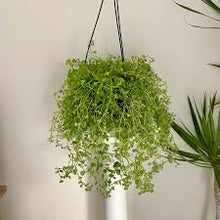 Load image into Gallery viewer, PILEA-DEPRESSA-CREEPING