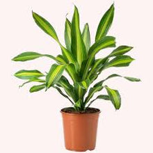 Load image into Gallery viewer, DRACAENA CORN PLANT