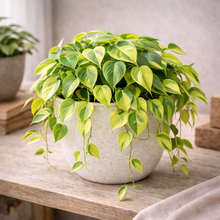 Load image into Gallery viewer, CORDATUM-LEMON STRIPE