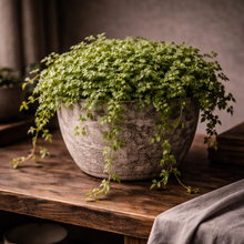 Load image into Gallery viewer, PILEA-DEPRESSA-CREEPING