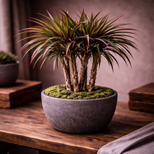Load image into Gallery viewer, Potted plant with green and red leaves on a wooden surface