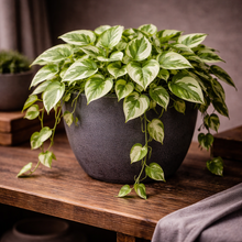 Load image into Gallery viewer, POTHOS-N-JOY