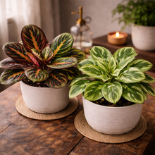 Load image into Gallery viewer, Two potted plants on a wooden table with a blurred background