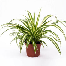 Load image into Gallery viewer, SPIDER-VARIEGATED