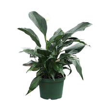 Load image into Gallery viewer, SPATHIPHYM-PEACE LILY

