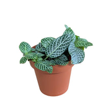 Load image into Gallery viewer, FITONIA NERVE PLANT
