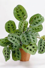 Load image into Gallery viewer, PRAYER PLANT
