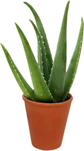 Load image into Gallery viewer, ALOE-VERA
