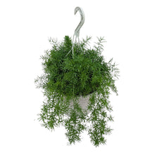 Load image into Gallery viewer, ASPARAGUS FERN SPRENGERI
