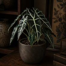 Load image into Gallery viewer, Potted plant with decorative leaves on a wooden surface with a dark background
