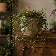 Load image into Gallery viewer, ANGEL VINE
