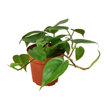 Load image into Gallery viewer, CORDATUM-GREEN
