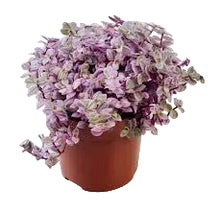 Load image into Gallery viewer, Potted plant with purple flowers on a white background
