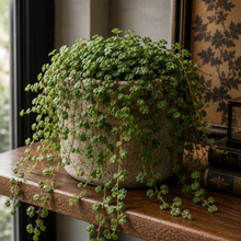 Load image into Gallery viewer, Potted plant with hanging leaves on a wooden surface
