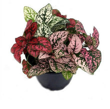 Load image into Gallery viewer, POLKA DOT PLANT
