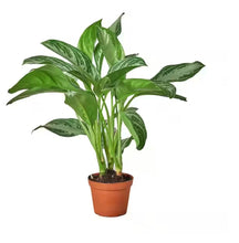 Load image into Gallery viewer, AGLAONEMA-SILVERBAY-CHINESE EVRGRN
