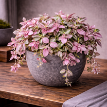 Load image into Gallery viewer, TRADESCANTIA-PINK

