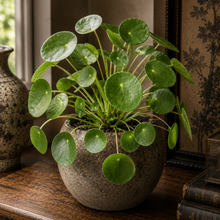 Load image into Gallery viewer, PILEA-PEPPERMOIDES-CHINESE MONEY
