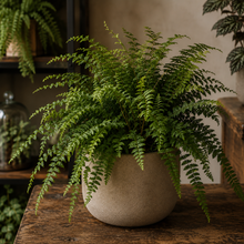 Load image into Gallery viewer, FERN-MOTHER
