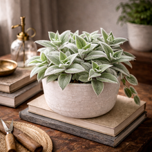 Load image into Gallery viewer, Potted plant on a stack of books with a neutral background

