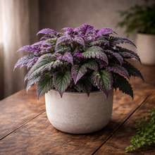 Load image into Gallery viewer, GYNURA-PURPLE PASSION
