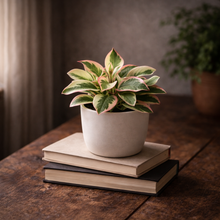 Load image into Gallery viewer, PEPEROMIA-GINNY
