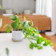 Load image into Gallery viewer, POTHOS-GOLDEN
