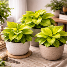 Load image into Gallery viewer, Three potted green plants on a wooden surface with a blurred indoor background
