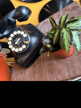 Load image into Gallery viewer, PELLIONIA-REPENS
