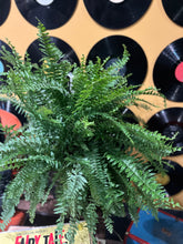 Load image into Gallery viewer, BOSTON-FERN
