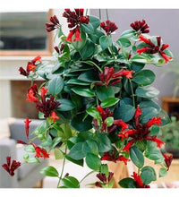 Load image into Gallery viewer, LIPSTICK-PLANT
