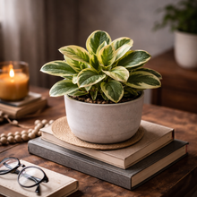 Load image into Gallery viewer, MARBLE PEPEROMIA
