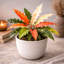Load image into Gallery viewer, PHILODENDRON-RING OF FIRE

