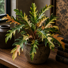 Load image into Gallery viewer, PHILODENDRON-RING OF FIRE
