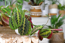 Load image into Gallery viewer, PRAYER PLANT
