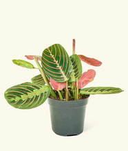 Load image into Gallery viewer, PRAYER PLANT
