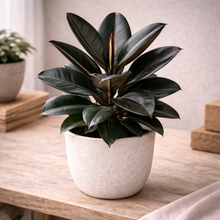Load image into Gallery viewer, FICUS-RUBBER-BURGUNDY
