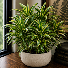Load image into Gallery viewer, Potted plant with variegated leaves on a wooden surface near a window
