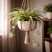Load image into Gallery viewer, Hanging plant in a white pot with macrame hanger against a neutral background
