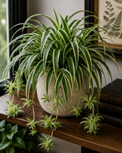 Load image into Gallery viewer, Potted spider plant on a wooden surface with a blurred background
