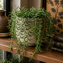 Load image into Gallery viewer, Potted plant on a wooden shelf with books and a vase in the background
