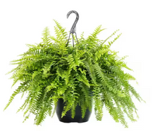 Load image into Gallery viewer, BOSTON-FERN
